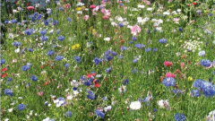 Blumenwiese Weingarten